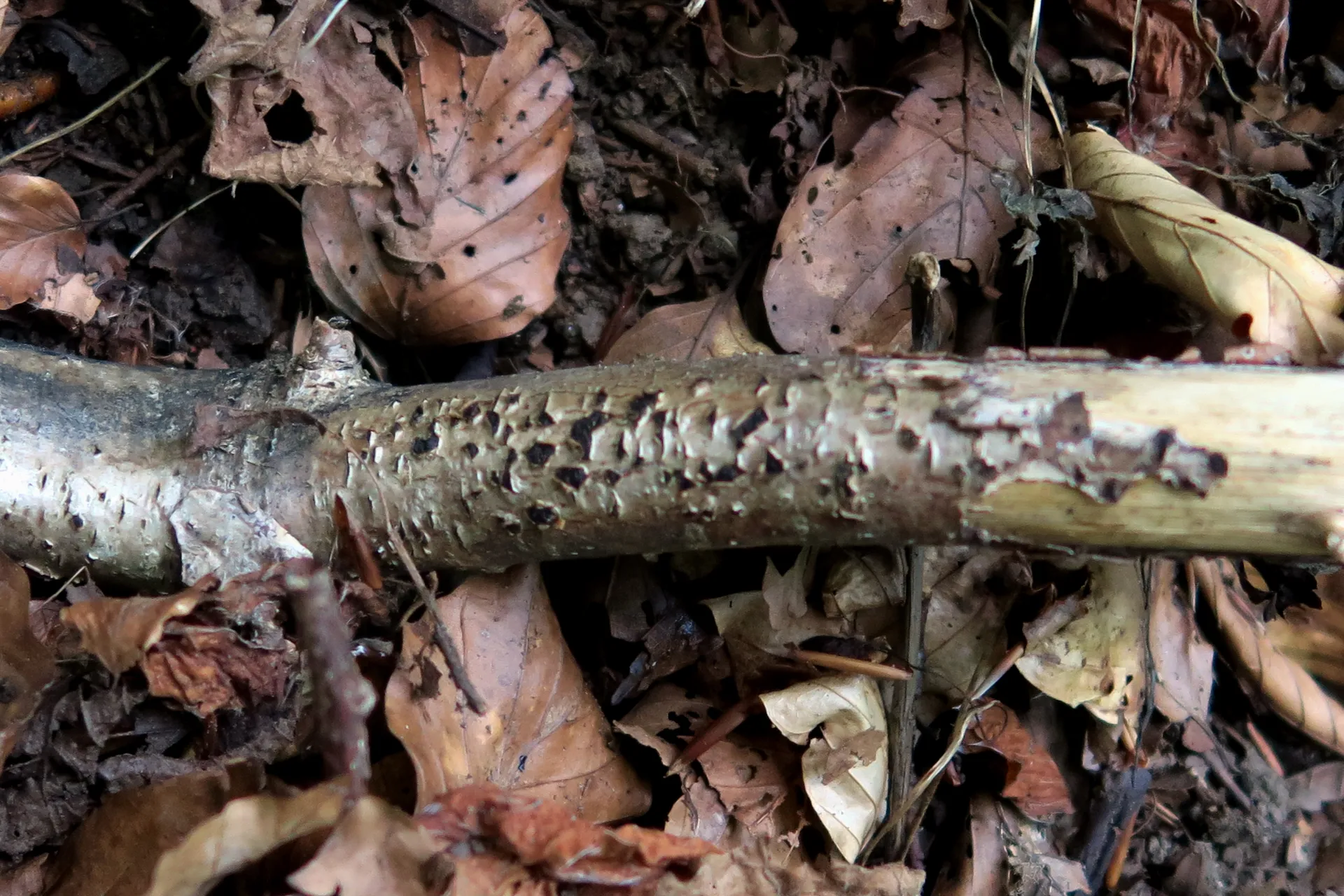Sillia ferruginea - 1
